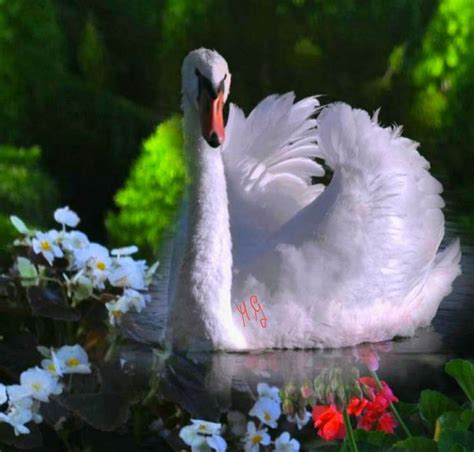 Pin By Maria Gallone On Cigno Beautiful Birds Beautiful Swan Swan