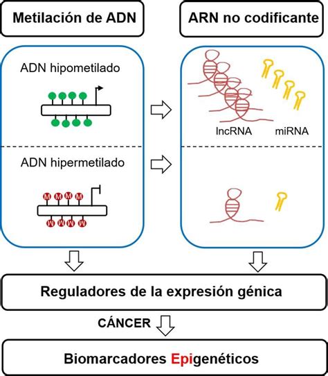 Biomarcadores epigenéticos en cáncer un pilar de la oncología de