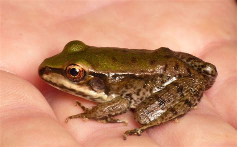 Amazon River Frogs