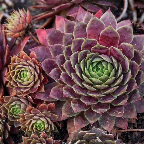 hen chicks  sale plant addicts