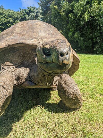 La Ciencia Desvela Por Qu Las Tortugas Viven Tanto