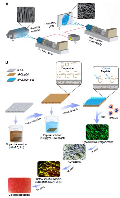 Figure 1 Schematic Illustration Of A Fabrication Of Electrospun