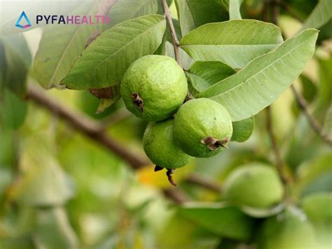 Manfaat Daun Jambu Biji Untuk Lambung Cegah Tukak Lambung Hingga Turunkan Risiko Gastritis