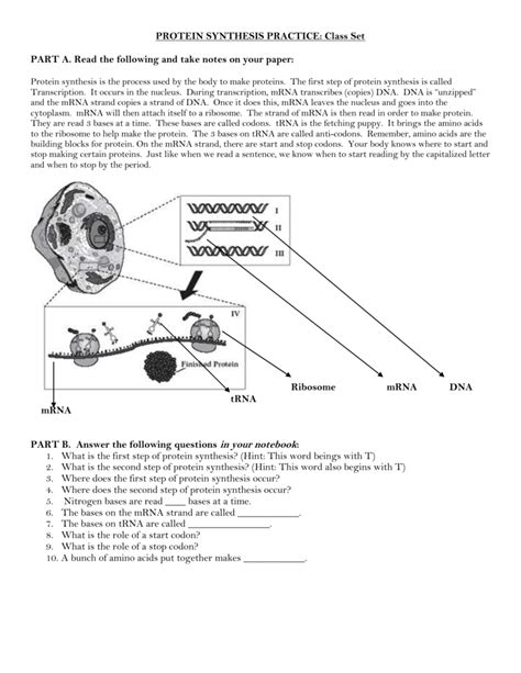 Protein Synthesis Practice