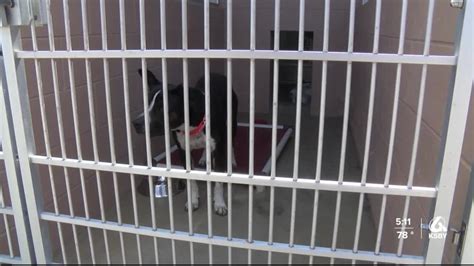 Santa Barbara Co. Animal Services waives adoption fees to 'Clear the ...