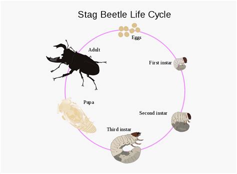 Stag Beetle Life Cycle