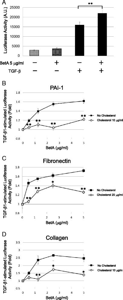 BetA enhances the transcriptional response stimulated by TGF β in Mv1Lu