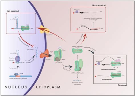 Biogenesis And Function Of MicroRNAs Image Shows The Most Relevant