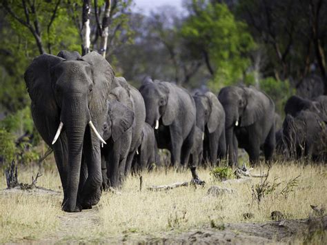 Hwange National Park, Zimbabwe | Bench Africa