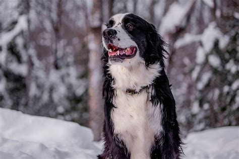 Berniefie (Bernese Mountain Dog Newfoundland Mix): Info, Pictures ...