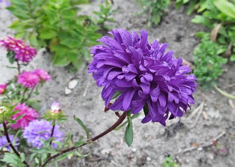 Астра сара баллард фото и описание