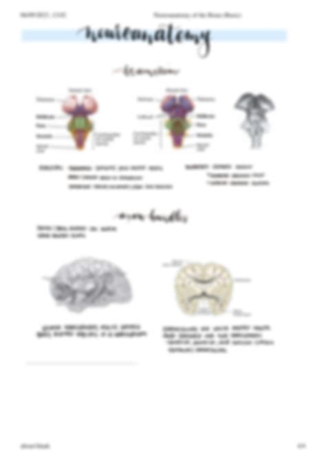 Basic Human Neuroanatomy O S 7