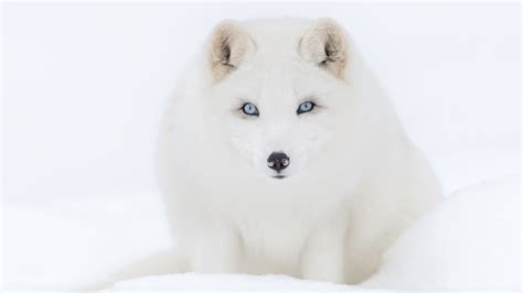 Arctic Fox With Blue Eyes