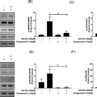 Effects Of AMPK Inhibitor Compound C On AA 24 A Induced Phosphorylation