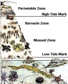 Intertidal Zones Homeschool Projects, Jonah, Maps, Ocean, Bottom, Soft ...