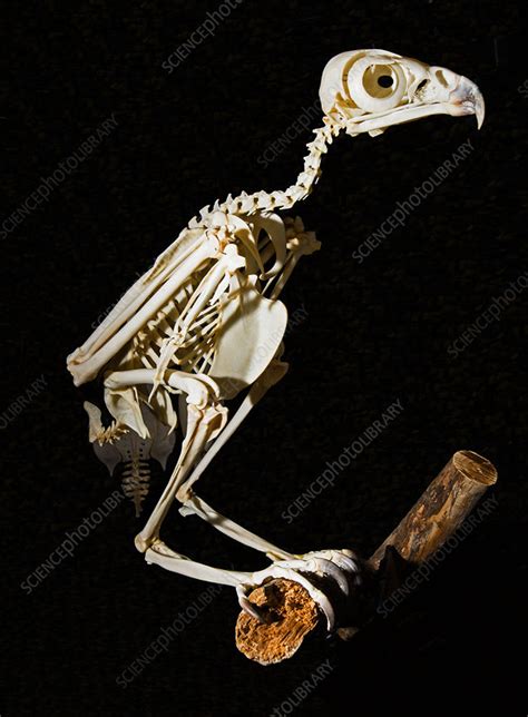 Red Tailed Hawk Skeleton - Stock Image - C044/5112 - Science Photo Library