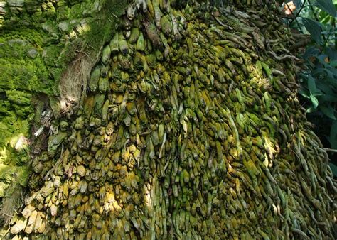 roots  photo  freeimages