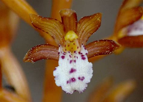 Spotted Coralroot Orchid Corallorhiza Maculata