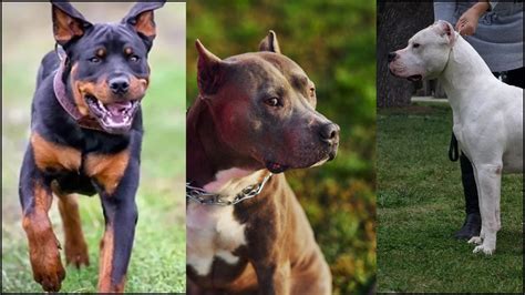 Karnataka High Court Stays Centres Ban On 23 Breeds Of Ferocious Dogs