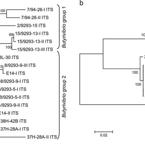 Phylogenetic Trees Based On A The 16s23s Intergenic Transcribed