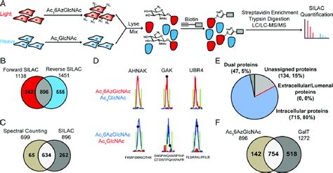 Quantitative Identification Of O Glcnacylated Proteins By Silac Based