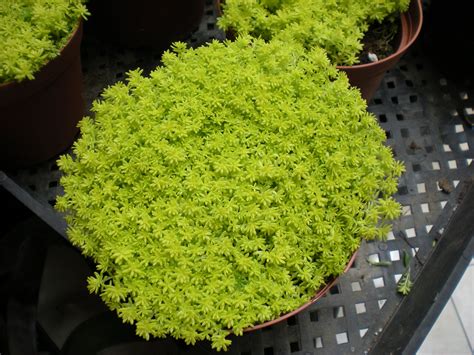 drought resistant ground cover california - Such Major Web Log Photography