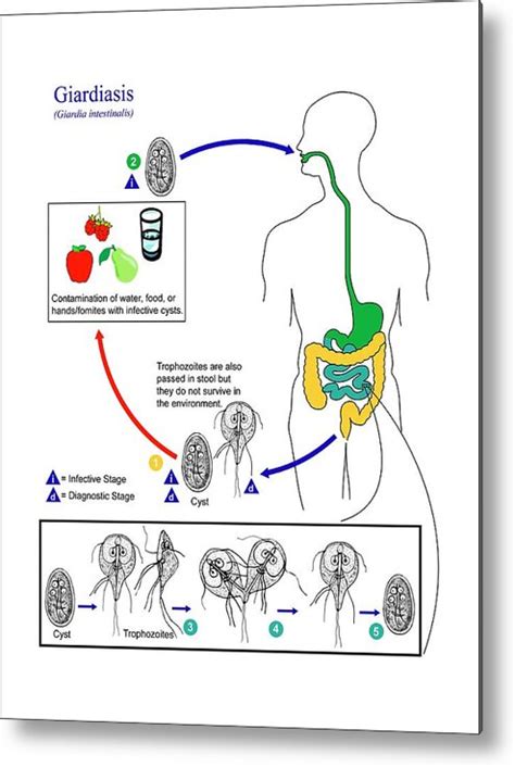 Giardia Lamblia Life Cycle