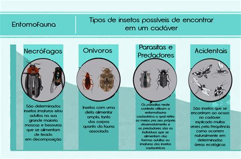 Entomologia Forense Al M Da Investiga O Criminal