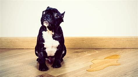 How To Stop A Dog From Peeing In The House 12 Step Guide