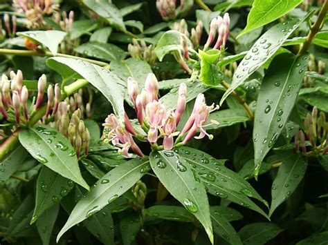 Honeysuckles, How to Grow and Care for your Honeysuckle Vines - Garden Helper, Gardening ...