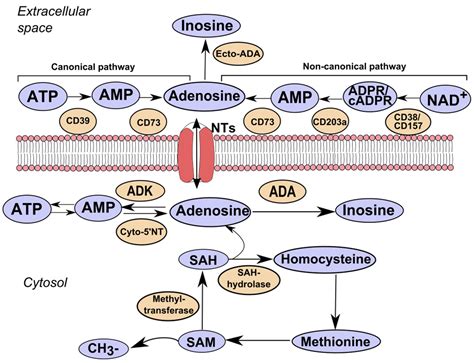 Biomolecules Free Full Text Adenosine Metabolizing Enzymes