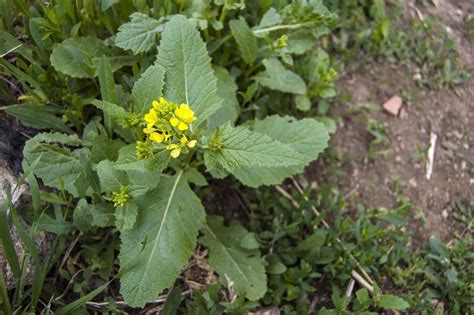 Getting Rid Of Wild Mustard: Learn How To Kill Wild Mustard In The Garden | Gardening Know How