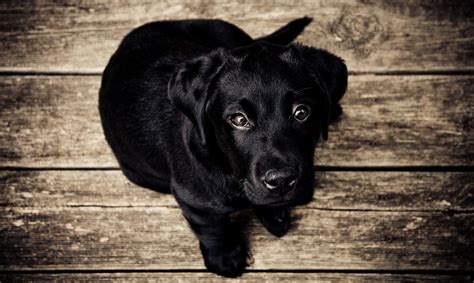 Black Labrador Puppy Free Stock Photo - Public Domain Pictures