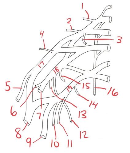 Pns Exam 3 Pictures Brachial Plexus Flashcards Quizlet