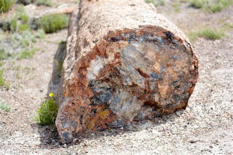 Free Images Tree Rock Wood Trunk Soil Material Geology Boulder