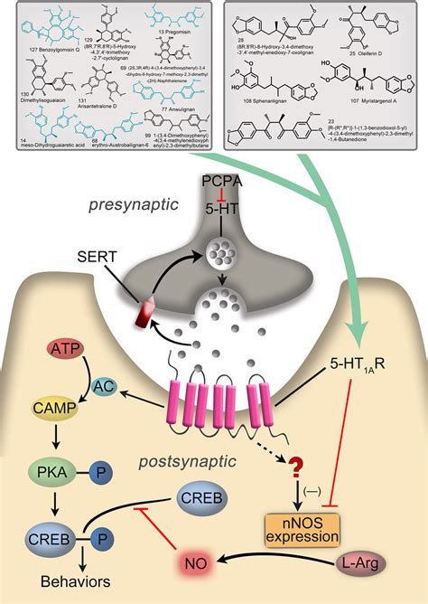 Schematic model of this study. | Download Scientific Diagram