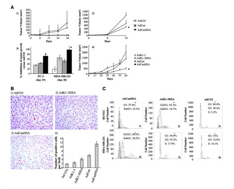 Tumor Growth Inhibition And Detection Of Apoptosis Following Infection