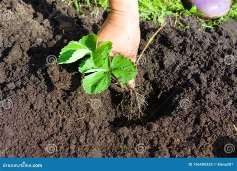 Woman Farmer Planting A Young Bush Of Strawberries Stock Image Image