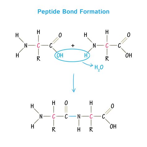 What Is The Purpose Of The Peptide Bond That Is Shown In The Diagram ...