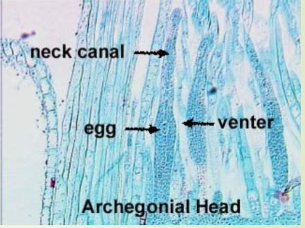 Botany Lab Exam Flashcards Quizlet