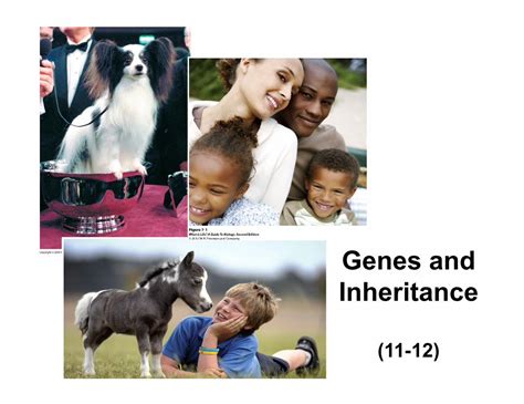 Pdf Genes And Inheritance Genetics Pdfinheritance Define The