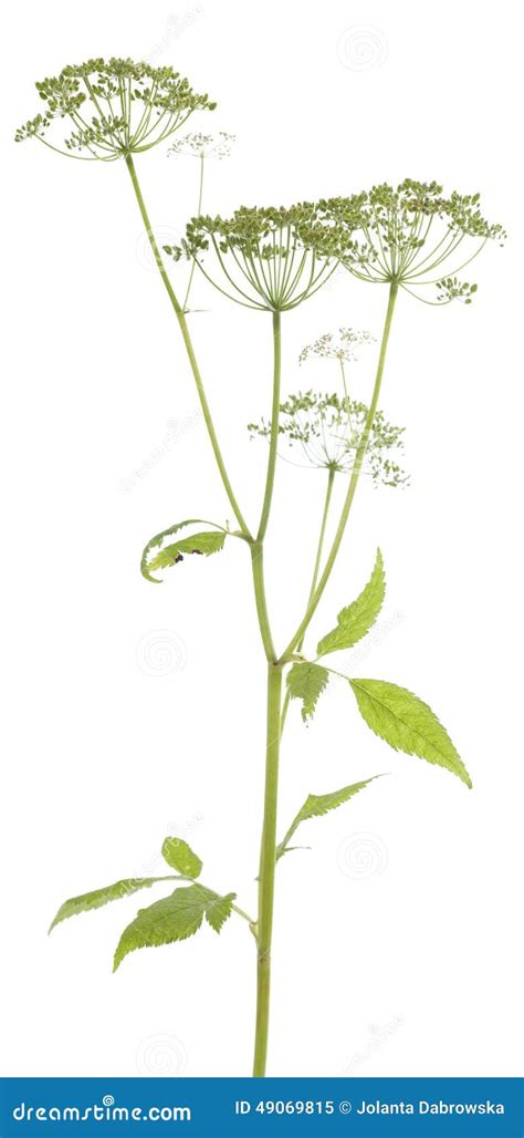 Aegopodium Podagraria From Latin Goutweed Wild Edible And Medicinal