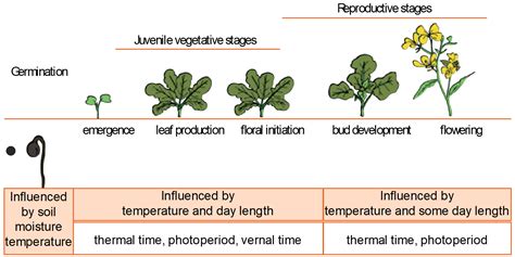 Matching Canola Variety With Environment And Management Time Of