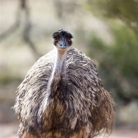 Emu - Facts, Diet, Habitat & Pictures on Animalia.bio