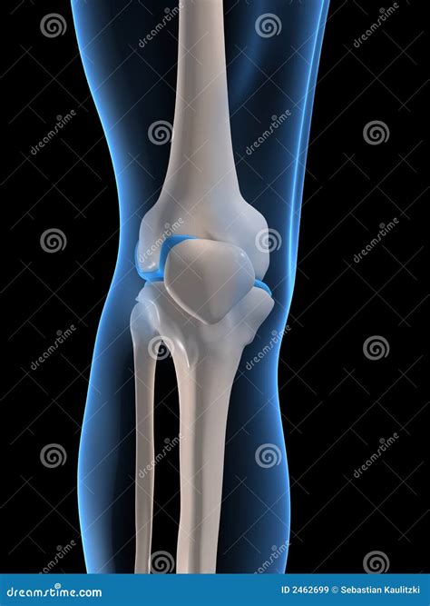 Menschliches Knie Stock Abbildung Illustration Von Anatomisch