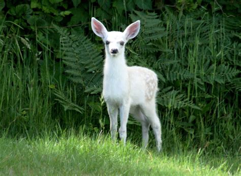 Cute Animals!: Fawns! (My favorite animal)