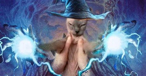 Evil Fucking Wizard Cat Album On Imgur