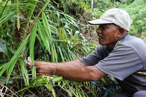 Sistem Informasi Perhutanan Sosial Aceh