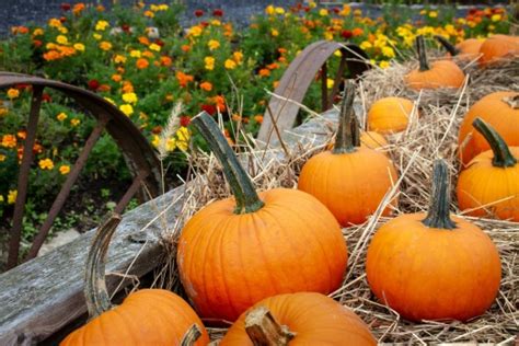 Solve Pumpkins On A Wagon Jigsaw Puzzle Online With Pieces