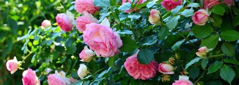 Pruning Roses for Winter - Garden Express